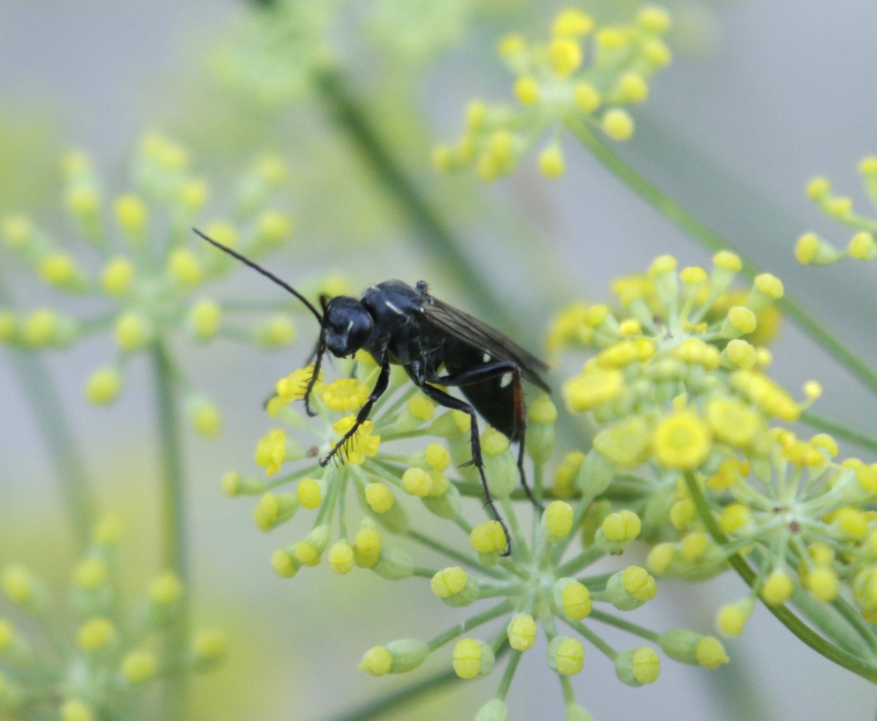 Pompilidae: Cryptocheilus egregius da confermare